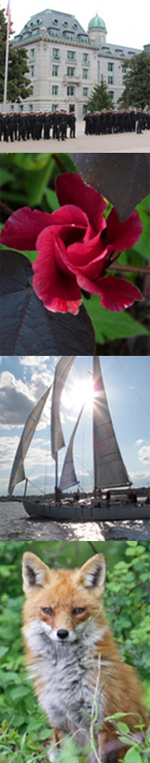 Series of 4 pictures: Historic Savage Mill, Rose bloom, Tall Masted Ship, Fox in the woods